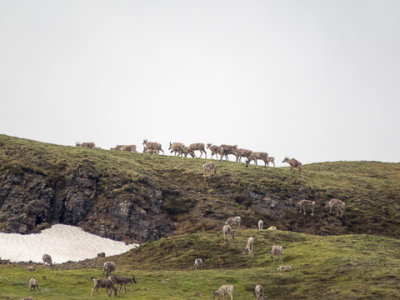 Alaska-1351.jpg