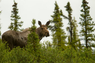 Alaska-1378.jpg