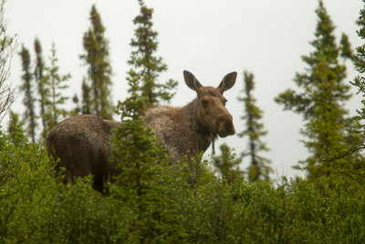 Alaska-1379.jpg