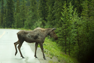 Alaska-1380.jpg