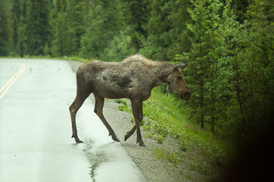 Alaska-1381.jpg