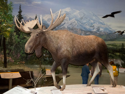 Alaska-1388.jpg