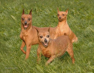 8x MinPin composite.jpg