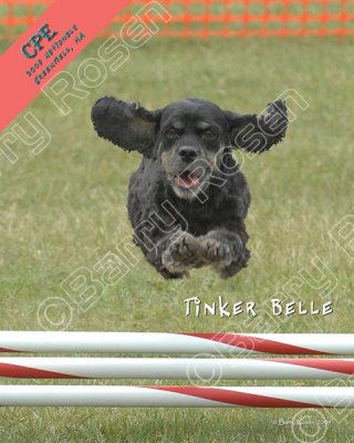 CPE_0938a w Tinker Belle.jpg