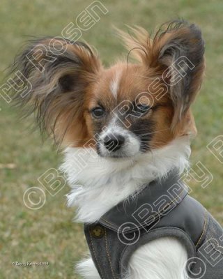 Head shot PB4_7008.jpg