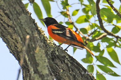 Distracted by a Baltimore Oriole!