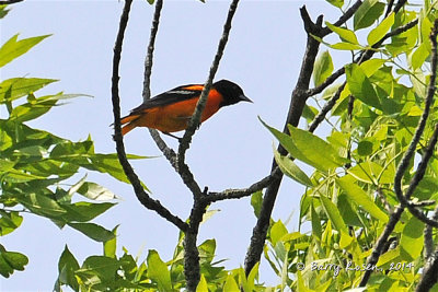 BSR_7936.jpg