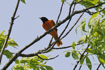BSR_7949.jpg