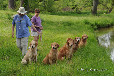 The Whole Group