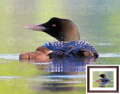 Common Loon with Chick - Painting Effect  M14_1077