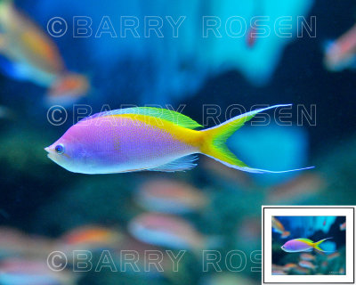 Just Wow! BSR_2231 (Rainbow Fish)