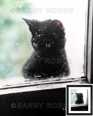 Please Let Me In BSR_1216 (House Cat)