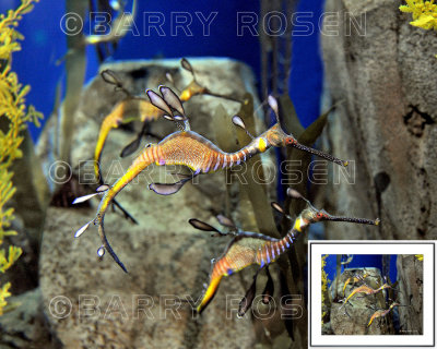 Me and my Posse BSR_2198 (Weedy Sea Dragons)