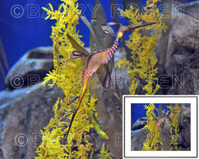 Stranger from the Deep BSR_2195 (Weedy Sea Dragon)