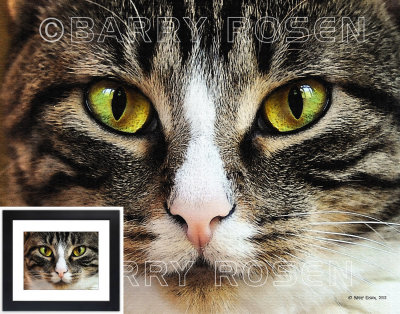 Those Eyes! Painting Effect Print BRZ_0558 (House Cat)