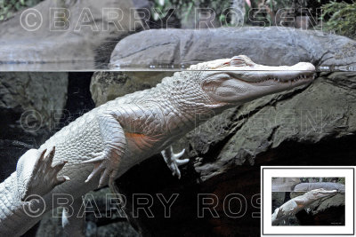Waitng for Lunch BSR_2216 (Albino Crocodile)