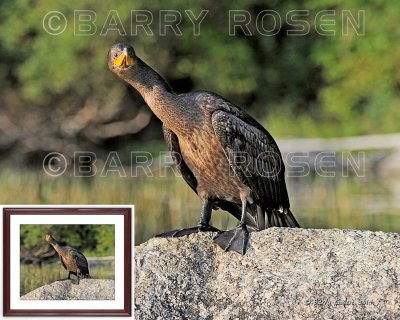 What Are You Looking At? M13_1996 (Cormorant)