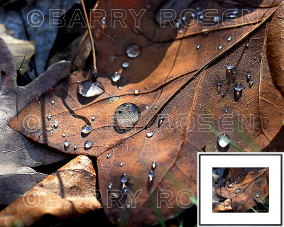 Water Droplets on Leaf PLY_2583