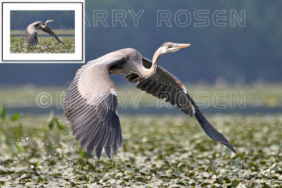 Great Blue Heron BSR_2043