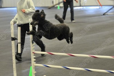 PAW_2176.jpg