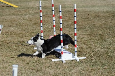 Sunday Novice Standard (7308)
