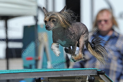 Afghan Hound Club AKC Agility Trial, March 28-29, 2015