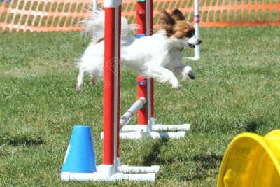 Saturday Novice Jumpers (3113)