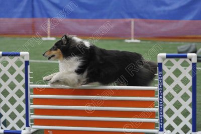 Saturday Novice Standard (0387)