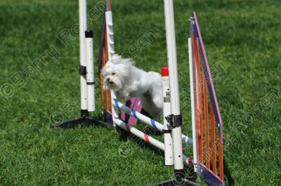 Friday Novice Standard (2923)