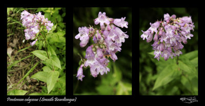 Penstemon calycosus