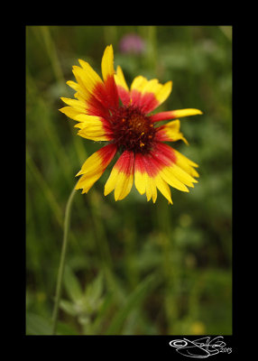 Coreopsis grandiflora I