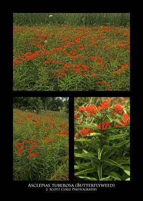 Return of the Butterflyweed