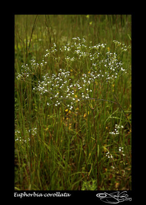 Inflorescence