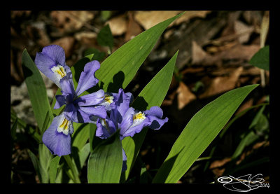 Iris cristata(Dwarf Crested Iris)
