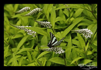 Euryotides marcellus(Zebra Swallowtail)