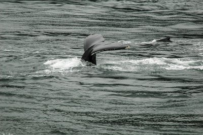 Juneau and the Whales