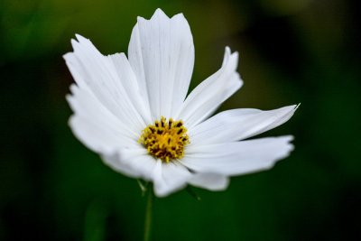 July flowers