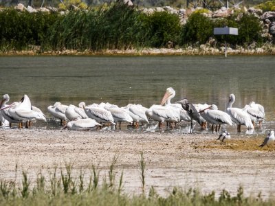 Various birds