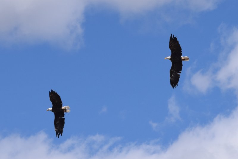 Two Bald Eagles