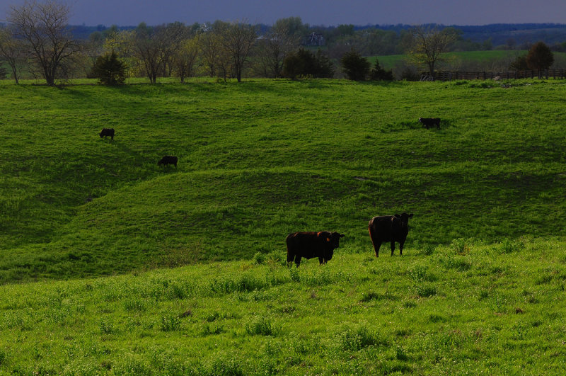 Spring View: Cattle in Field