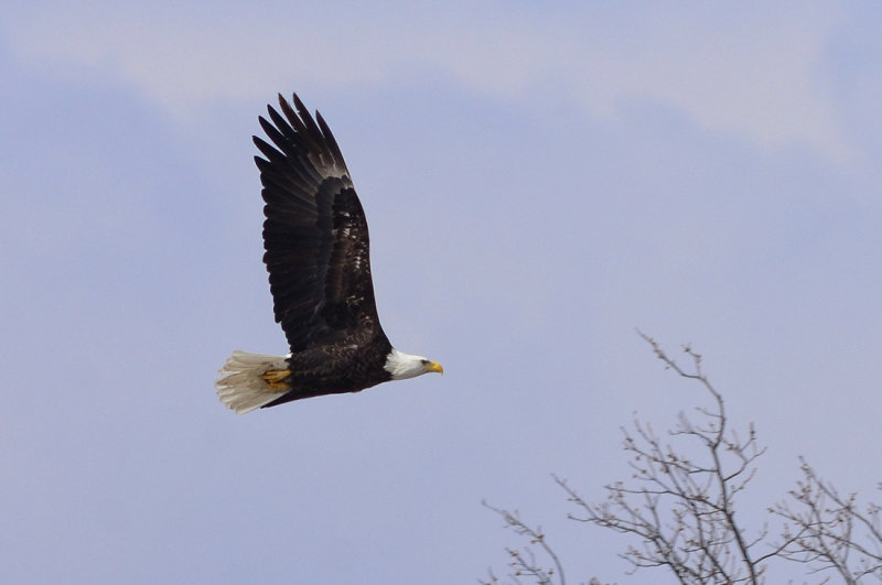 Eagle Near Pattonsburg