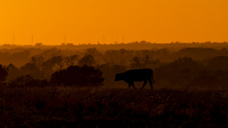 Cattle at Sunset