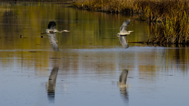 Great Blue Herons in Flight