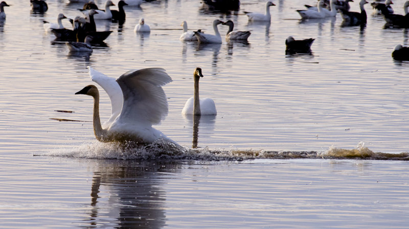 Swan Landing