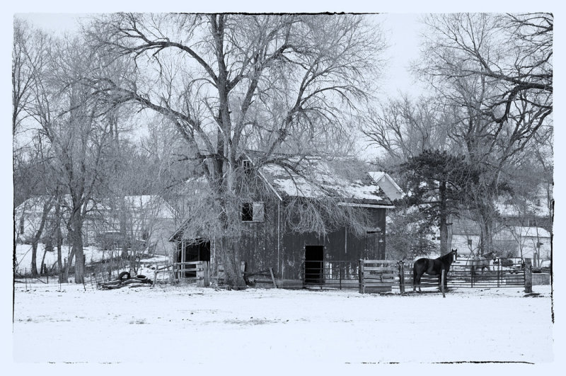 Winter Scene (Black & White)