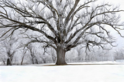 Large Tree in Winter