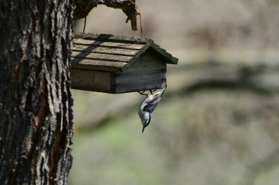 Nuthatch