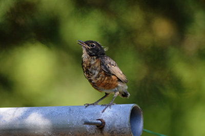 Baby Robin