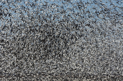 Squaw Creek Snow Geese