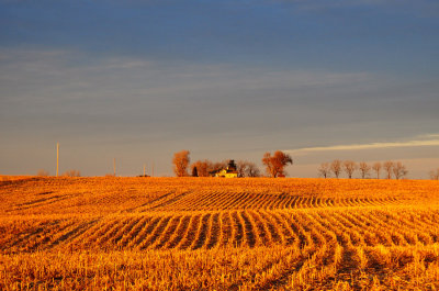 Golden Harvest